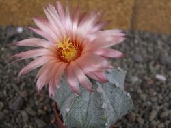 Astrophytum  Hanazano X red červený květ, akabana, pot 5,5 cm - 12408814