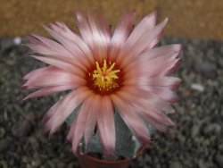 Astrophytum  Hanazano X red červený květ, akabana, pot 5,5 cm - 12408815