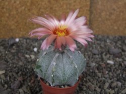 Astrophytum  Hanazano X red červený květ, akabana, pot 5,5 cm - 12408816