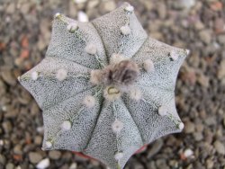 Astrophytum  Hanazano X red červený květ, akabana, pot 5,5 cm - 12408817