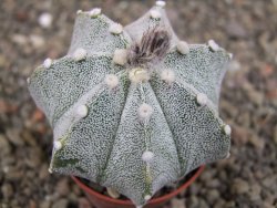 Astrophytum  Hanazano X red červený květ, akabana, pot 5,5 cm - 12408818