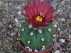 Astrophytum  ast nudum X red červený květ, akabana, pot 5,5 cm