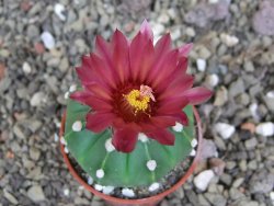 Astrophytum  ast nudum X red červený květ, akabana, pot 5,5 cm - 12408820