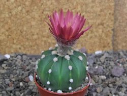 Astrophytum  ast nudum X red červený květ, akabana, pot 5,5 cm - 12408822