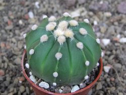 Astrophytum  ast nudum X red červený květ, akabana, pot 5,5 cm - 12408823
