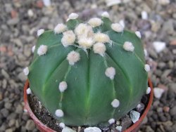 Astrophytum  ast nudum X red červený květ, akabana, pot 5,5 cm - 12408824