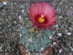Astrophytum  niveum X red červený květ, akabana, pot 5,5 cm