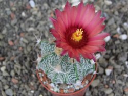 Astrophytum  niveum X red červený květ, akabana, pot 5,5 cm - 12408826