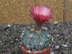 Astrophytum  niveum X red červený květ, akabana, pot 5,5 cm - 12408827