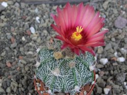 Astrophytum  niveum X red červený květ, akabana, pot 5,5 cm - 12408828