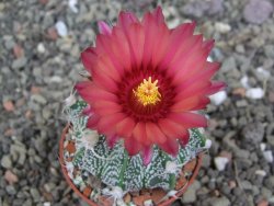 Astrophytum  niveum X red červený květ, akabana, pot 5,5 cm - 12408829