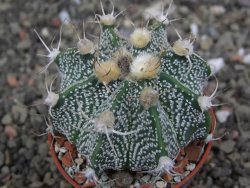 Astrophytum  niveum X red červený květ, akabana, pot 5,5 cm - 12408830
