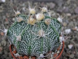 Astrophytum  niveum X red červený květ, akabana, pot 5,5 cm - 12408831