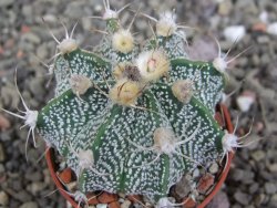 Astrophytum  niveum X red červený květ, akabana, pot 5,5 cm - 12408832