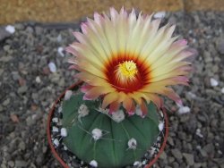 Astrophytum niv nudum X red červený květ, akabana, pot 6,5 cm