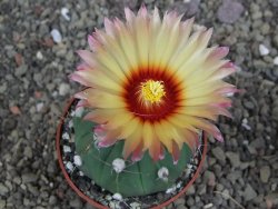 Astrophytum niv nudum X red červený květ, akabana, pot 6,5 cm - 12408834