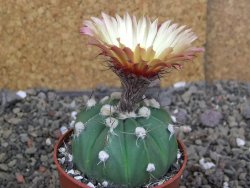 Astrophytum niv nudum X red červený květ, akabana, pot 6,5 cm - 12408835