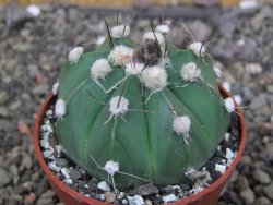 Astrophytum niv nudum X red červený květ, akabana, pot 6,5 cm - 12408836