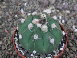 Astrophytum niv nudum X red červený květ, akabana, pot 6,5 cm - 12408837