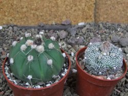 Astrophytum niv nudum X red červený květ, akabana, pot 6,5 cm - 12408838