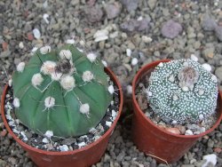 Astrophytum niv nudum X red červený květ, akabana, pot 6,5 cm - 12408839