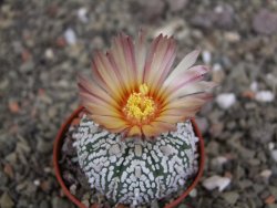 Astrophytum  Super Kabuto X red červený květ, akabana, pot 5,5 cm