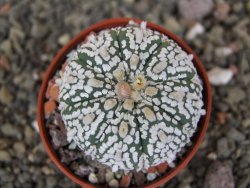 Astrophytum  Super Kabuto X red červený květ, akabana, pot 5,5 cm - 12408874