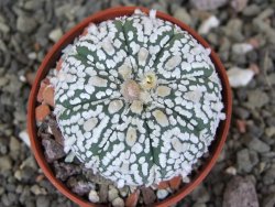 Astrophytum  Super Kabuto X red červený květ, akabana, pot 5,5 cm - 12408875