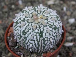 Astrophytum  Super Kabuto X red červený květ, akabana, pot 5,5 cm - 12408876