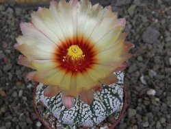 Astrophytum  Super Kabuto X red červený květ, akabana, pot 6,5 cm - 12408878
