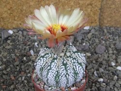 Astrophytum  Super Kabuto X red červený květ, akabana, pot 6,5 cm - 12408880