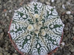Astrophytum  Super Kabuto X red červený květ, akabana, pot 6,5 cm - 12408881