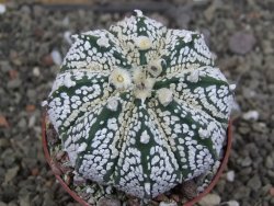 Astrophytum  Super Kabuto X red červený květ, akabana, pot 6,5 cm - 12408882