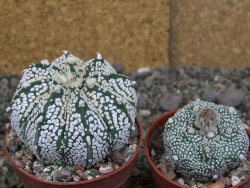 Astrophytum  Super Kabuto X red červený květ, akabana, pot 6,5 cm - 12408883