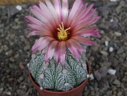 Astrophytum hanazano X red červený květ, akabana, pot 5,5 cm