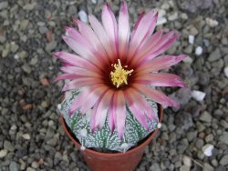 Astrophytum hanazano X red červený květ, akabana, pot 5,5 cm - 12408890
