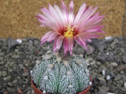 Astrophytum hanazano X red červený květ, akabana, pot 5,5 cm - 12408891