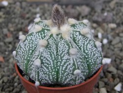 Astrophytum hanazano X red červený květ, akabana, pot 5,5 cm - 12408892