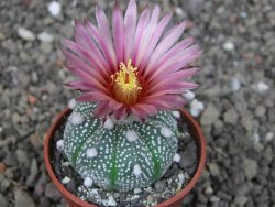 Astrophytum asterias X red červený květ, akabana, pot 5,5 cm