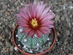 Astrophytum asterias X red červený květ, akabana, pot 5,5 cm - 12408922