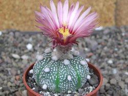 Astrophytum asterias X red červený květ, akabana, pot 5,5 cm - 12408923