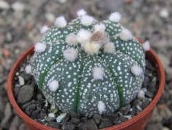 Astrophytum asterias X red červený květ, akabana, pot 5,5 cm - 12408924