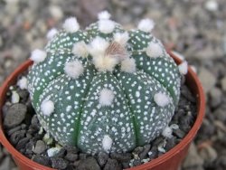 Astrophytum asterias X red červený květ, akabana, pot 5,5 cm - 12408925