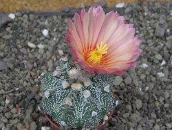 Astrophytum capricorne X red červený květ, akabana, pot 5,5 cm