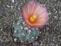 Astrophytum capricorne X red červený květ, akabana, pot 5,5 cm - 12408927