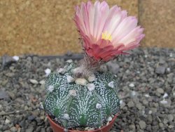 Astrophytum capricorne X red červený květ, akabana, pot 5,5 cm - 12408928