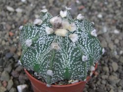 Astrophytum capricorne X red červený květ, akabana, pot 5,5 cm - 12408929