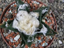 Ariocarpus bravoanus El Ňuňez XL pot 8 cm - 12408930