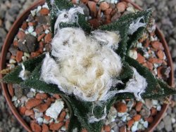 Ariocarpus bravoanus El Ňuňez XL pot 8 cm - 12408931