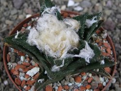 Ariocarpus bravoanus El Ňuňez XL pot 8 cm - 12408932